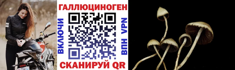 Галлюциногенные грибы Psilocybine cubensis  Славгород 
